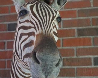 Zebra Shoulder mount