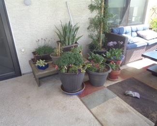 Lots of beautiful potted plants