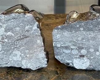 2pc Orthoceras Fossil Set 10.5in H & 8.5in H