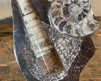 2pc Ammonite Orthoceras Fossil Natural Stand 5.5in H x 4in