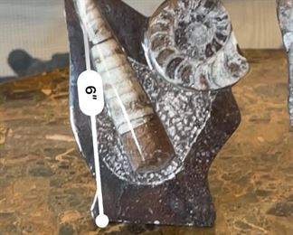 2pc Ammonite Orthoceras Fossil Natural Stand 5.5in H x 4in