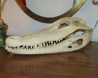 15 inch Alligator Skull