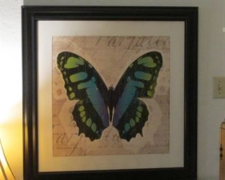 23 X 23 Butterfly Picture