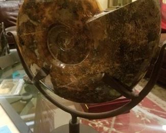LARGE Ammonite fossil
