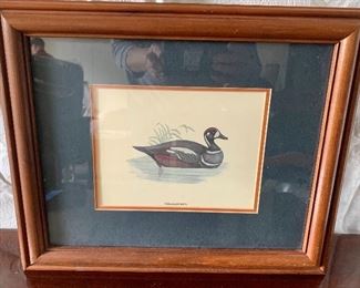 16.5 x 13.5 Harlequin Duck framed & double matted $10