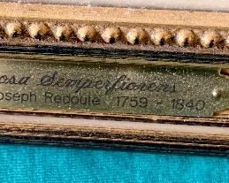 Rosa Srmperfiorens Pierre-Joseph Redoule plaques on frame
