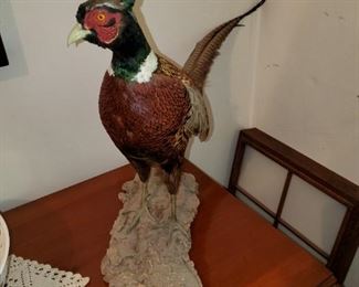 stuffed ringneck pheasant