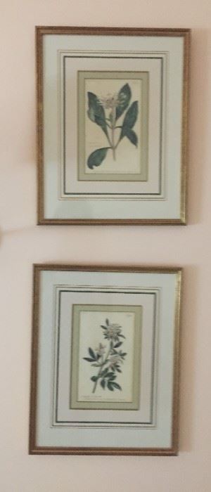 Set of framed botanical prints.