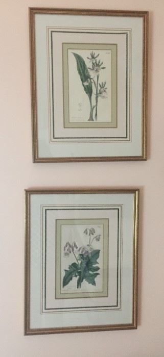 Set of framed botanical prints.