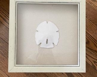 Framed Sand Dollar.
