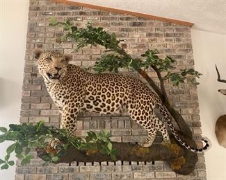 Taxidermy was used to create a lifelike pose on this African Leopard.