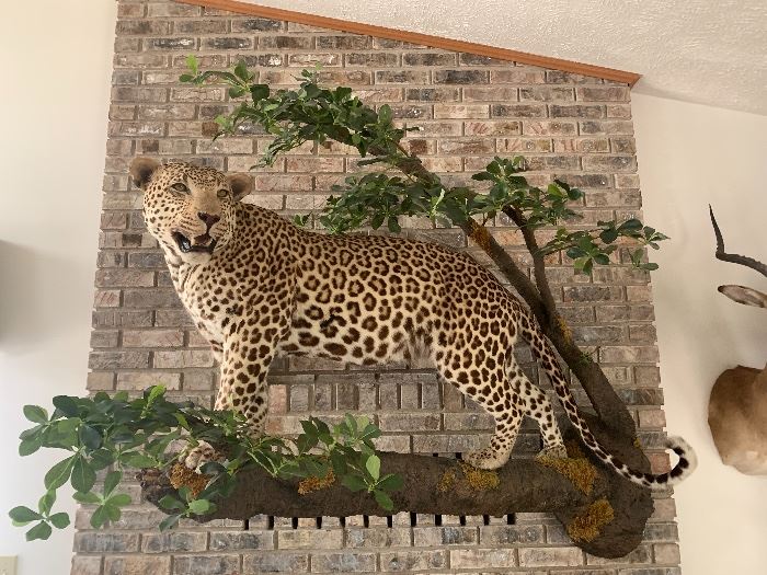 Taxidermy was used to create a lifelike pose on this African Leopard.