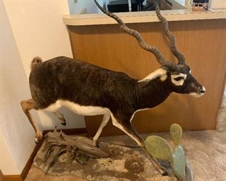 Black Buck also know as Indian Antelope - Taxidermy