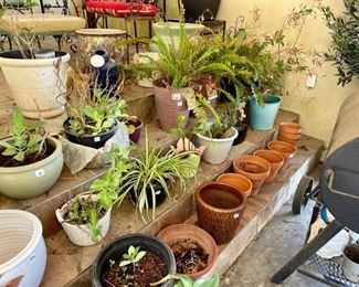 Lots of pots and plants
