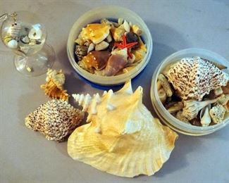 Sea Shell Collection Including Conk, Hermit Crab Shells, Petrified Fish, Coral, Sea Stars, And More