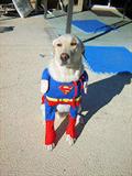 Its a bird,, Its a plane,, Its Super Ceces Closet