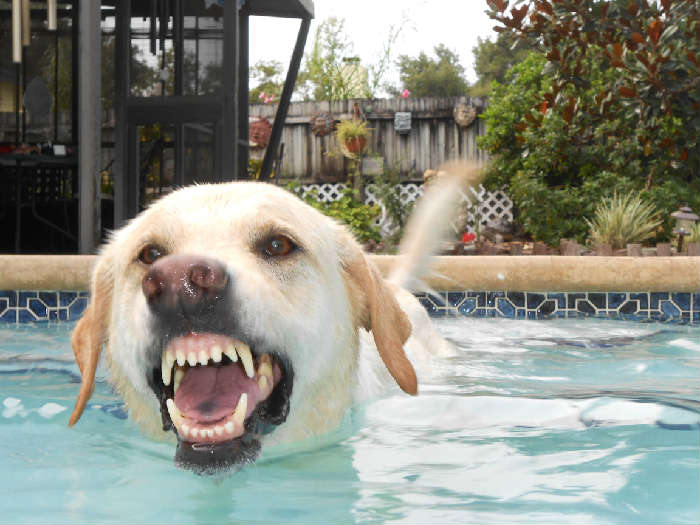 This is my funny face when my Mommie is splashing water at me.. I love to be splashed..