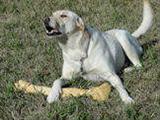 You might attempt to take my bone... Go ahead.. Try me