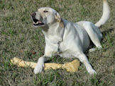 You might attempt to take my bone... Go ahead.. Try me