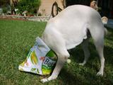 Watch out when there is food around.