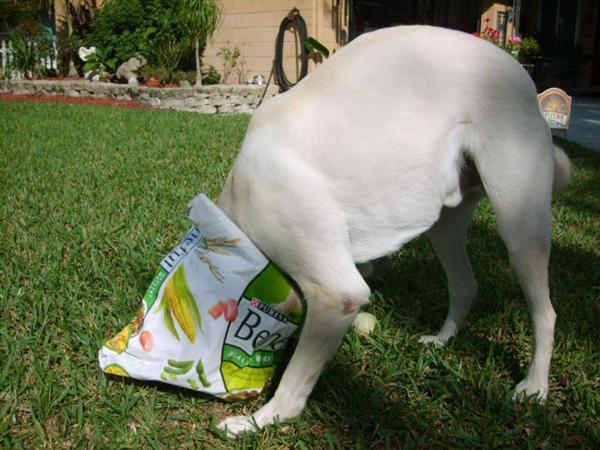 Watch out when there is food around.