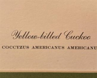 Yellow-bill cuckoo