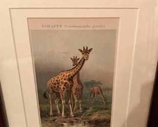 Framed giraffe art