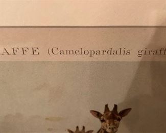 Camelopardalis giraffa  