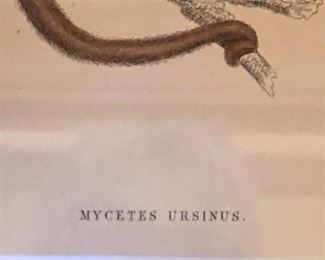 "Mycetes Ursinus"