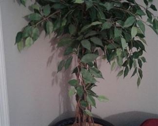 Large potted tree
