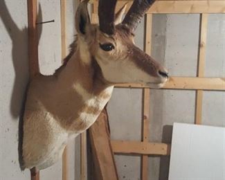 Taxidermy - shoulder mount