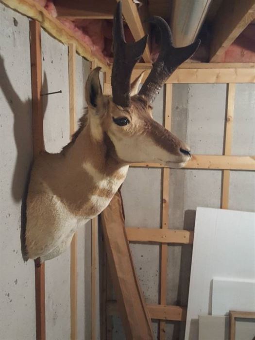 Taxidermy - shoulder mount