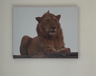 African photography on canvas, lion photo