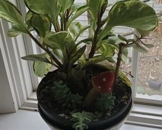 Potted plants for indoors