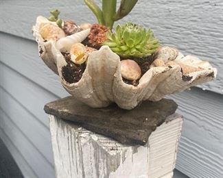 SCALLOP SHELL WITH SUCCULENTS