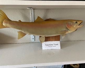 Taxidermy fish