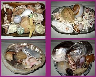 Small Sample of the HUGE Selection of Shells Available 