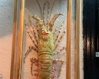Thailand green lobster in shadow box