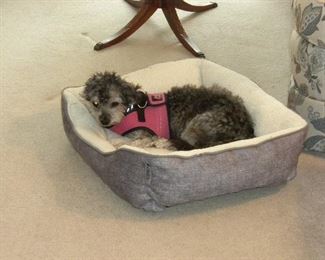 mascot " Daisy " now from Heaven