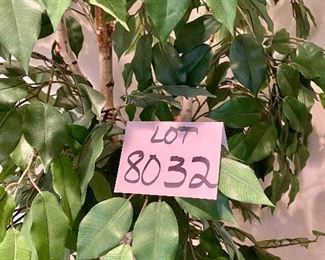 Lot 8032.  $85.00. Silk Ficus tree in lovely gold & black glazed pot.  Dimensions:  Tree 74" T x 40" W, pot is 16" diam