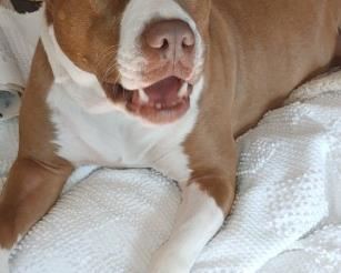 Precious Kelly's dog! Part of the Kelly Crew