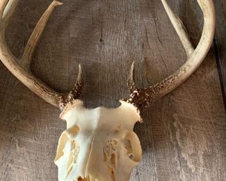 Southwestern Longhorn Cow Skull, Resin Decor’. 