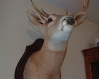 deer mount from homeowner