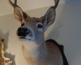 second deer mount