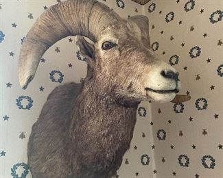 Ram Trophy Mount - BUY IT NOW, broken horn, $150.00