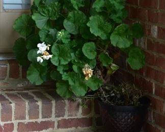 potted plants/planters
