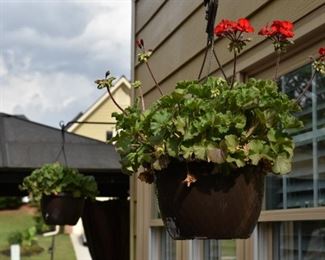 hanging plants
