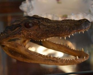 alligator head