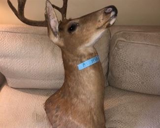 Deer Taxidermy head 
