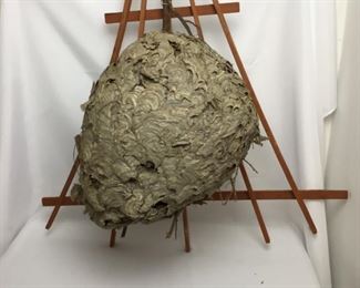 Huge black hornets nest, for display taxidermy round real paper
